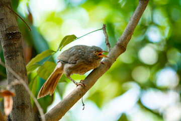 Yellow billed babbler