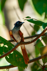Indian Paradise-flycatcher