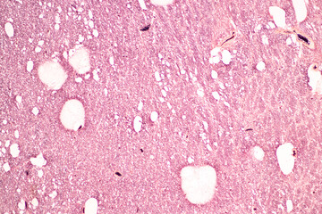 Human nervous system under the microscope in Lab.