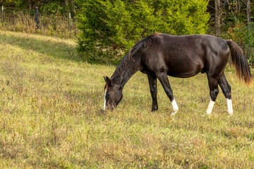 Fototapeta premium A black yearling warmblood colt with white socks grazing in a hilly field.
