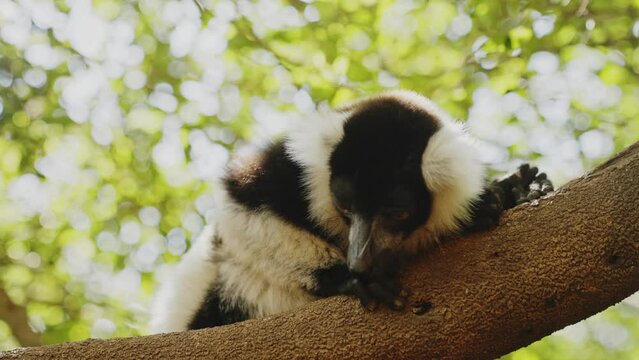 Tired lemur lying on the branches in the tropical forest in Madagascar, African animals protection. Sleepy afternoon nap.