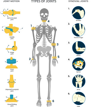 Types of joints in the human body include ball-and-socket, hinge, pivot, gliding, and saddle joints, facilitating various movements and flexibility.
