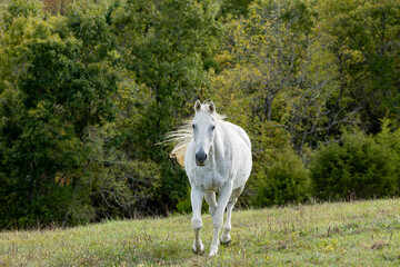 A mature white horse trotting toward the camera in a hilly pasture with trees in the background.