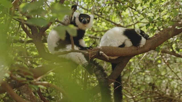 Two lemurs lying on the branches. Madagascar tropical forest. Endemic animals taking a rest.