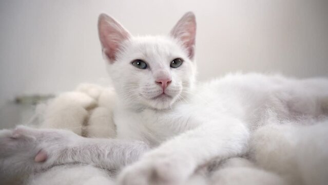 Gato Blanco acostado maullando en una cama blanca