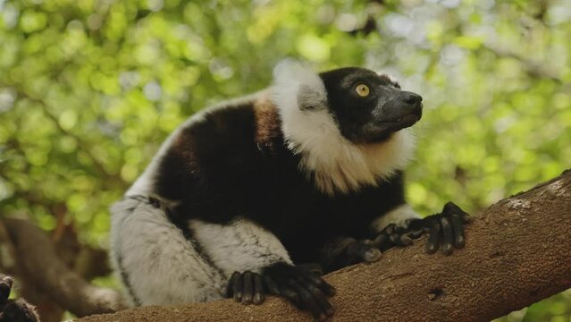 Tired lemur yawning on the tree. Tropical green forest in Madagascar. Sleepy animal on the branch.