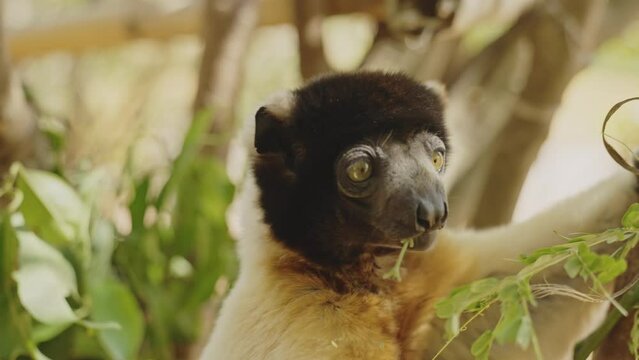 Close up of lemur eating leaves. Madagascar endemic wildlife animal in the nature. Eyes of the forest.