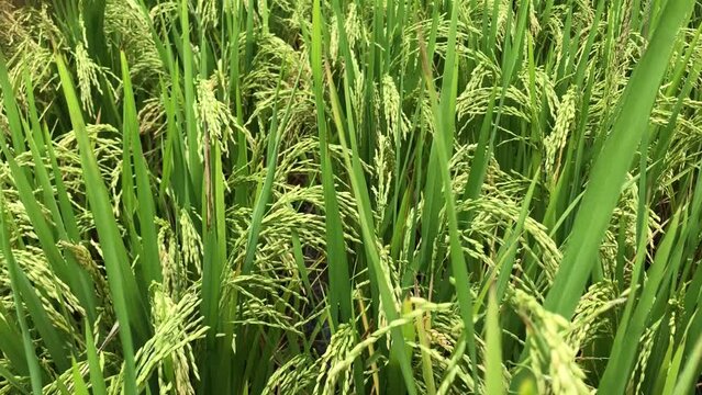  Rice blast caused by fungus and bacteria that plagues rice crops worldwide. Blast disease destroys between 10 and 35 percent of the world rice harvest each year.