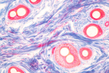 Characteristics Tissue of Human scalp, Skin human from general body surface and showing sweat...