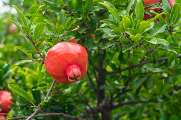 Red ripe pomegranate fruit on tree branch in the garden