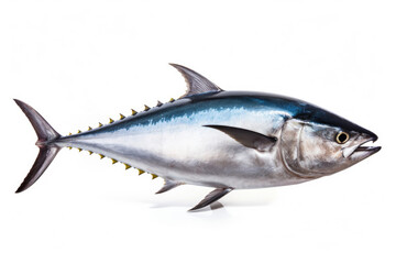 Bluefin tuna on white background