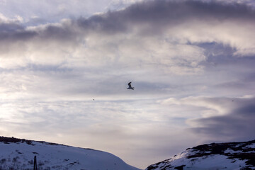 black bird flies over snow-capped mountains against the background of a cloudy sky