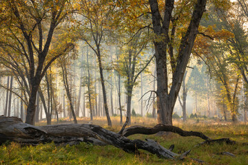 Forest in fog and trees with fall colored foliage, Yosemite National Park, California