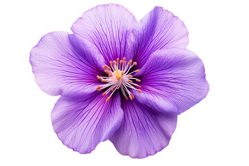 Purple flower isolated on white