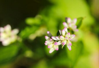 水辺を好むかわいいミゾソバのピンクと白い花アップ（マクロレンズ使用・ストロボ＋自然光・接写写真）