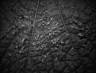 Fototapeta na wymiar water splash on leaf texture background