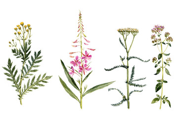 watercolor drawing plants and flowers, tansy, fireweed, yarrow and wild majoram isolated at white background, natural elements, hand drawn botanical illustration