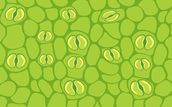 Close-Up of Plant Stomata in Vector Cartoon Style