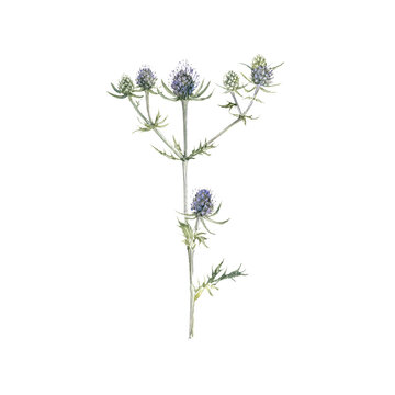 watercolor drawing plant of eryngo, sea holly with green leaves and flowers, isolated at white background, natural element, hand drawn botanical illustration