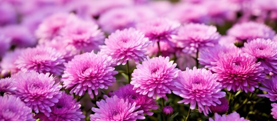 The Callistephus Chinensis flower also known as China Aster flaunts a stunning pink hue blooming beautifully during the summer months in gardens Its delicate petals create a captivating tex