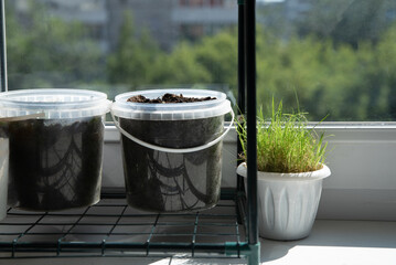 Growing plants on the windowsill of the house. Seedlings at home.