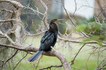 A big anhinga bird resting on tree branch in Florida wetlands