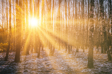 The sun's rays breaking through the trunks of birches and the last non-melting snow in a birch...