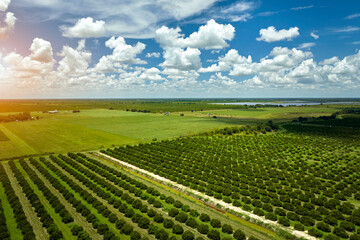 Aerial view of Florida farmlands with rows of orange grove trees growing on a sunny day © bilanol