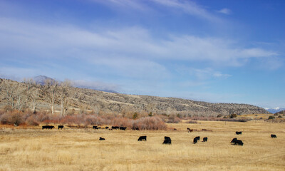 Cattle graze on pastures of yellow grass among the mountains on a sunny autumn day. Black cows in a meadow in a mountainous area. American landscape