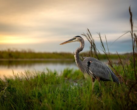 great blue heron in the marsh