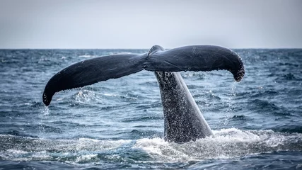 Foto op Canvas Whale Tail © RICHARD