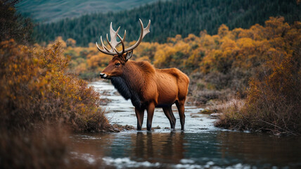 Majestic Elk Amidst Untamed Wilderness: Jungle Landscape Wildlife Scene