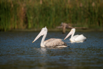 pelicans on the water