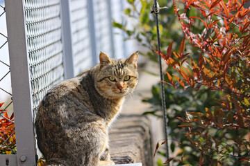 見つめる可愛い猫