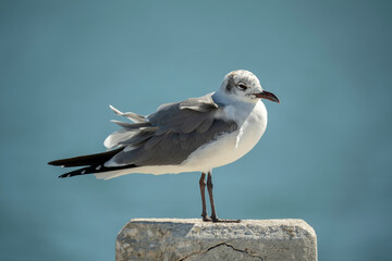 Wild seagull water bird perching on harbor railing in Florida. Wildlife in Southern USA