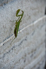 壁を登るカマキリ