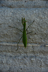 壁を登るカマキリ