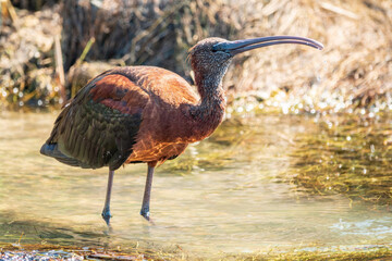 The glossy ibis, latin name Plegadis falcinellus, searching for food in the shallow lagoon.