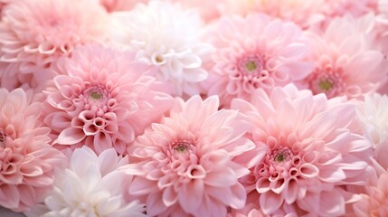 pastel dahlia flowers on defocused background, abstract soft focus floral background, close-up : Generative AI
