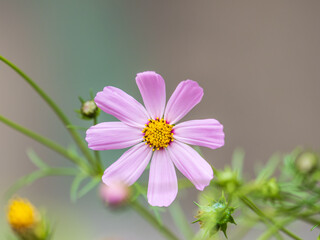 Obraz premium Beautiful purple Cosmos flower on green blured background. Cosmos bipinnatus, commonly called the garden cosmos or Mexican aster.