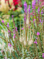 Fototapeta premium Close up of Veronicastrum virginicum Adoration seen in the garden in natural light.