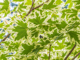 Green and white foliage of Norway Maple 'Drummondii' - Acer platanoides Variegata