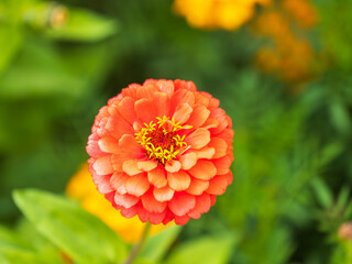 Red Zinnia flowers. Flowers zinnia elegans. Color nature background.