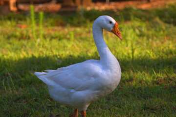 White Chinese Goose