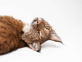Portrait of a young Siberian lynx looking at the camera in the studio on a white background © @UW.Art