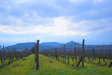 Obraz premium Vineyard in Balaton