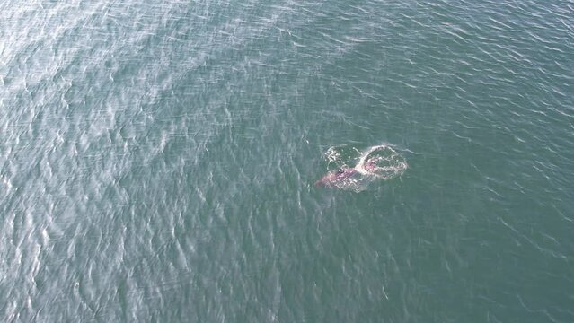 Aerial view harbor porpoise (Phocoena phocoena) while whale watching in Denmark during summer