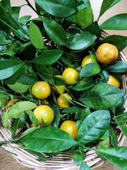 lemons on tree