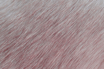 Close-up of cat fur with brown and white for texture background.