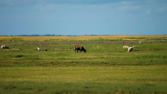 Sheep graze on the lush green meadow on the Danish coast. Parallax shot.